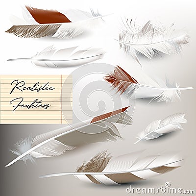 Set of elegant vector realistic feathers Stock Photo