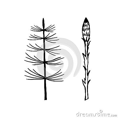 Set of elements field and forest herb horsetail. Vector Illustration