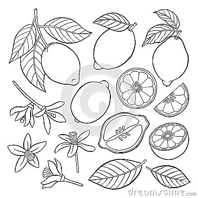 Set of elements of a lemon Vector Illustration