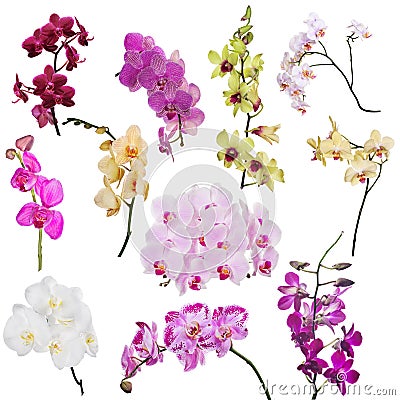 Set of eleven orchid floral branches isolated on white Stock Photo