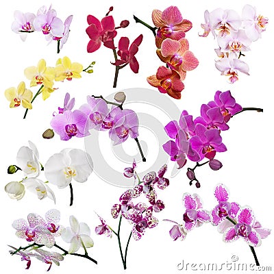 Set of eleven orchid flowers branches isolated on white Stock Photo