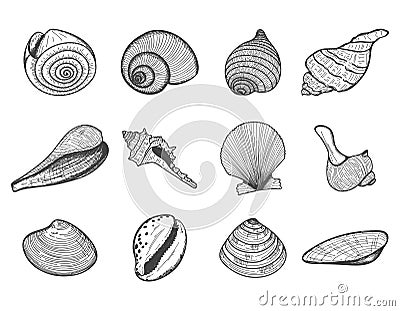 A set of empty seashells. The sketch shells of molluscs, shellfish, mussels, Nautilus. The engraved drawing is hand drawn. Doodle Cartoon Illustration