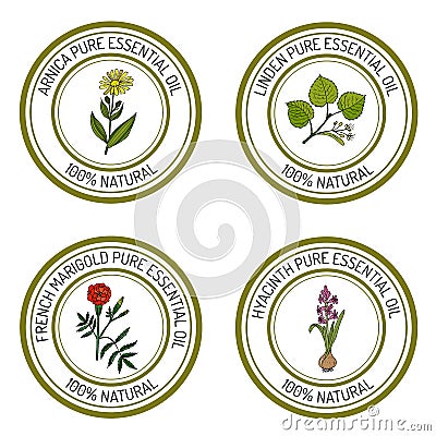 Set of essential oil labels arnica, linden, french marigold, hyacinth Vector Illustration