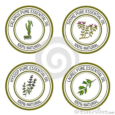 Set of essential oil labels: calamus, thyme, hyssop, laurel. Vector Illustration