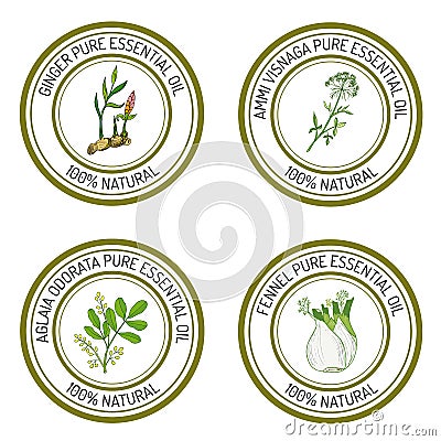 Set of essential oil labels: ginger, ammi visnaga, aglaia odorata, fennel. Vector Illustration