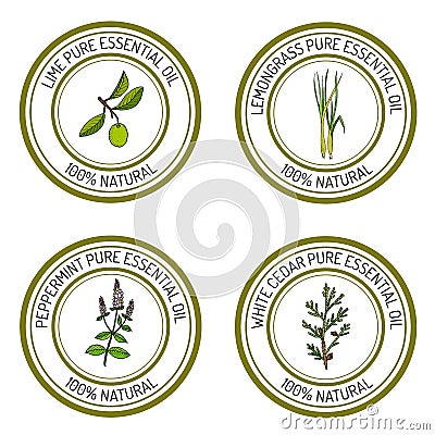 Set of essential oil labels lime, lemongrass, peppermint, white cedar Vector Illustration