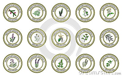 Set of essential oil labels Vector Illustration