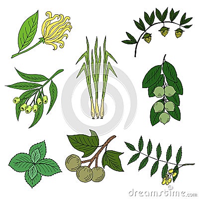 Set, essential oil plants in color 1 Vector Illustration