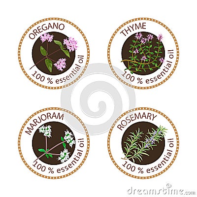 Set of essential oils labels. Oregano, Thyme, marjoram, rosemary Cartoon Illustration