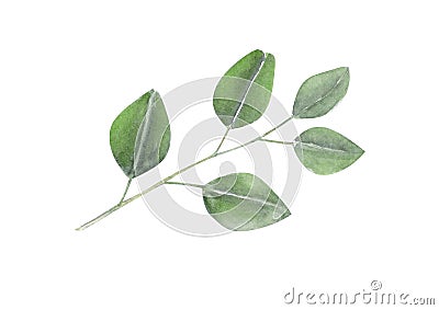 Set of eucalyptus branch watercolor hand painting, tropical leaf Stock Photo