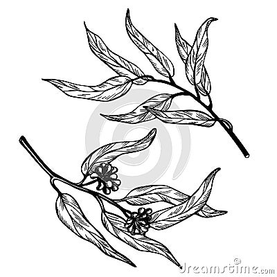 Set of eucalyptus branches on white background. Hand drawn botanical illustration with green contour lines in vector. Vector Illustration