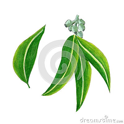 Set of eucalyptus leaves isolated on white background. Watercolor markers hand drawn illustration in realistic style. Concept of Cartoon Illustration