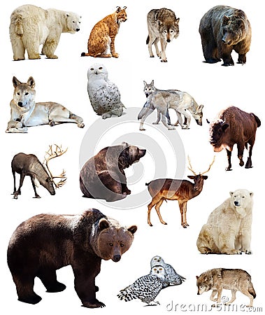 Set of european animals. Isolated over white Stock Photo