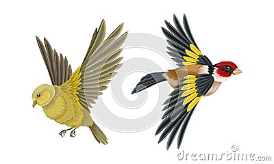 Set of European birds. Woodpecker and oriole vector illustration Vector Illustration