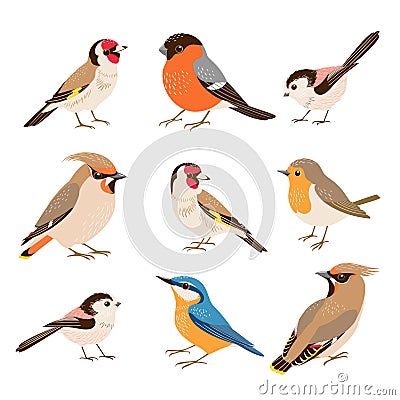 Set of European winter birds Vector Illustration