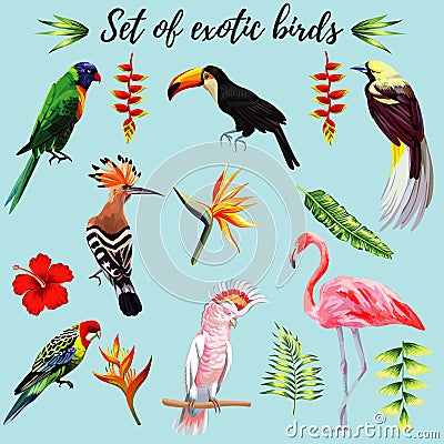 Set of exotic birds Vector Illustration