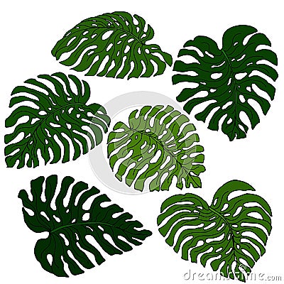 A set of exotic, brightly green monstera leaves, isolated on a white background Vector Illustration