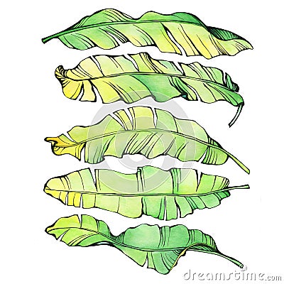 Set exotic tropical banana green and yellow leaves. Cartoon Illustration
