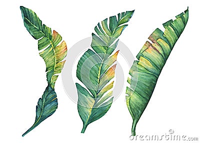 Set of exotic tropical banana leaves. Stock Photo
