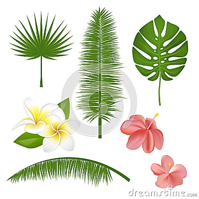 Set of exotic tropical flowers, plants, leaves. Vector illustration with realistic palm, leaf, hibiscus, plumeria. Vector Illustration