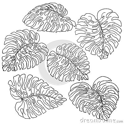 A set of exotic, white monstera leaves with a black outlines, isolated on a white background Vector Illustration