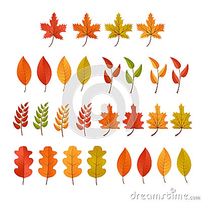 Set of fall leaf for autumn illustration. Foliage collection for october background. Maple orange leaves for floral pattern. Cartoon Illustration