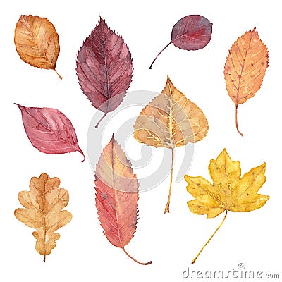 Set of fall leaves of burr oak, alder buckthorn, elm, smoke tree, beech, hornbeam, flowering dogwood and aspen. Watercolor Cartoon Illustration