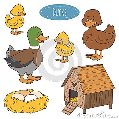 Set of farm animals and objects, vector family duck Vector Illustration