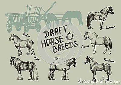 Set farm horse, shire, tinker, russian, soviet, percheron, arden Stock Photo