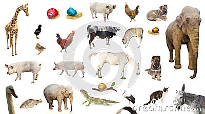 Set of farm wild and domestic animals Stock Photo