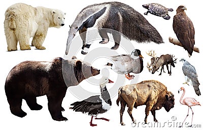 Set of fauna of North American animals. Stock Photo