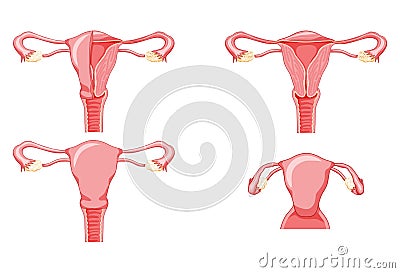 Set of Female reproductive system uterus in different styles and cross sections. Front view in a cut. Human anatomy Vector Illustration