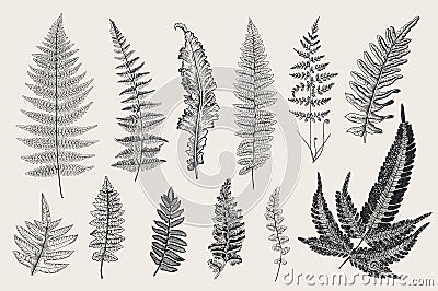 Set Ferns. 12 Leaves. Vintage botanical illustration. Cartoon Illustration