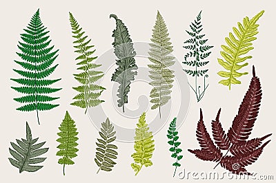 Set Ferns. 12 Leaves. Vintage vector botanical illustration. Vector Illustration