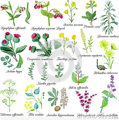 Set of field medicinal herbs. Watercolor vector illustration. Vector Illustration