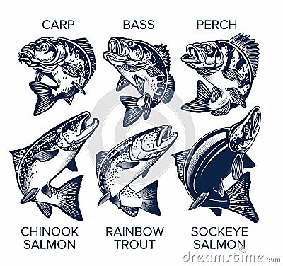 Set of Fish Emblems Vintage Style. Carp, Bass, Perch, Chinook Salmon, Rainbow Trout, Sockeye Salmon Vector Illustrations Vector Illustration