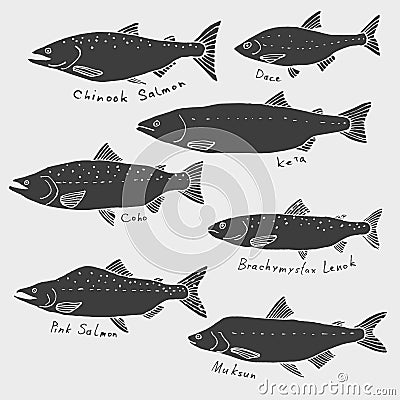 A set of fish from northern rivers. Siberia, Alaska Vector Illustration