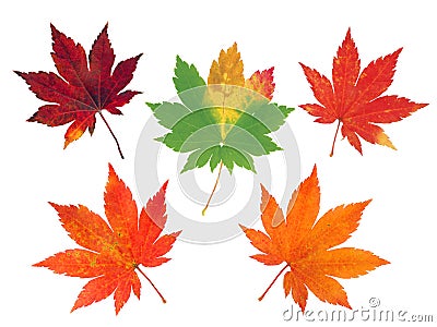 Set of five colorful autumn maple leaves Stock Photo