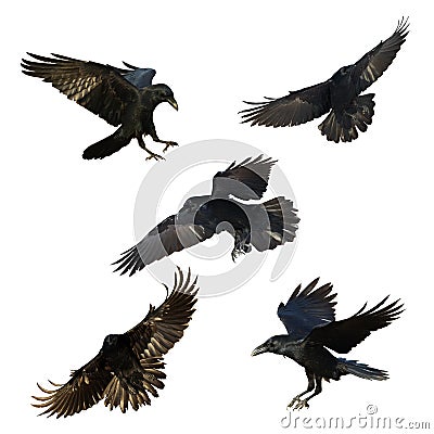 Set five flying birds - Birds flying ravens isolated on white background Corvus corax. Halloween Stock Photo