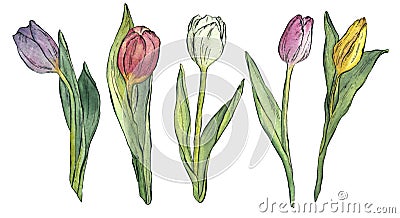 A set of five tulips of different colors on a white background. Watercolor illustration. Cartoon Illustration