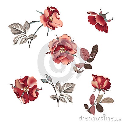 Set of floral bouquets, arrangement with beautiful burgundy rose and gold tropical leaves. Vector Illustration