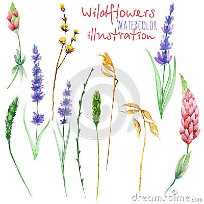 Set of floral isolated elements: wildflowers, lupine, dryflowers, eustoma Stock Photo