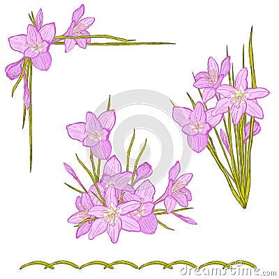 Set of floral vector bouquet of garden flowers, botanical natural flowers zephyranthes. Vector Illustration