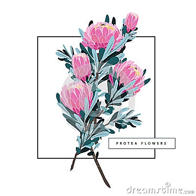 Set of floral vintage hand drawn protea. Vector Illustration