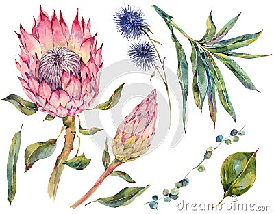 Set of floral vintage watercolor protea Cartoon Illustration