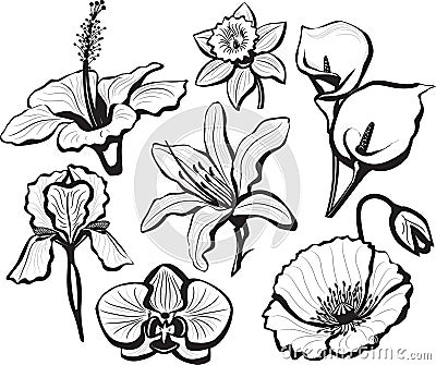 Set of flower heads Vector Illustration