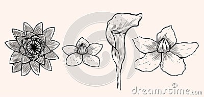 Set of flower Vector Illustration