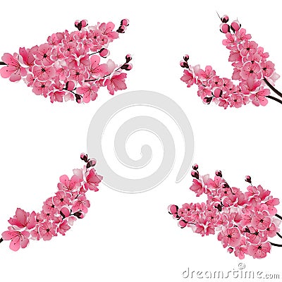 Set of flowering branches with a pink cherry. Buds. Sakura. Isolated on white background. illustration Vector Illustration