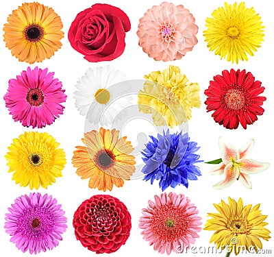Set of flowers Stock Photo