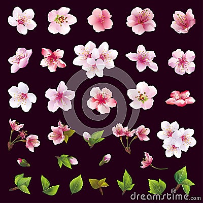 Set of flowers of cherry tree and leaves Vector Illustration